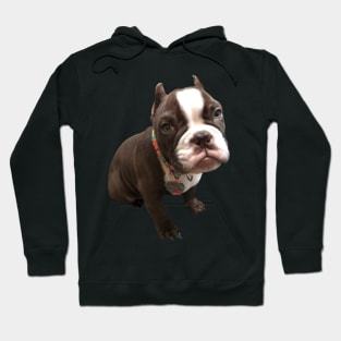 American Bully Hoodie